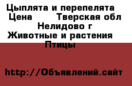 Цыплята и перепелята. › Цена ­ . - Тверская обл., Нелидово г. Животные и растения » Птицы   